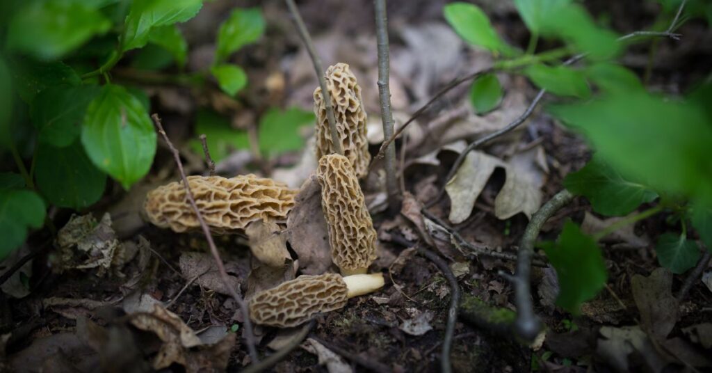 How Quickly Do Morels Grow