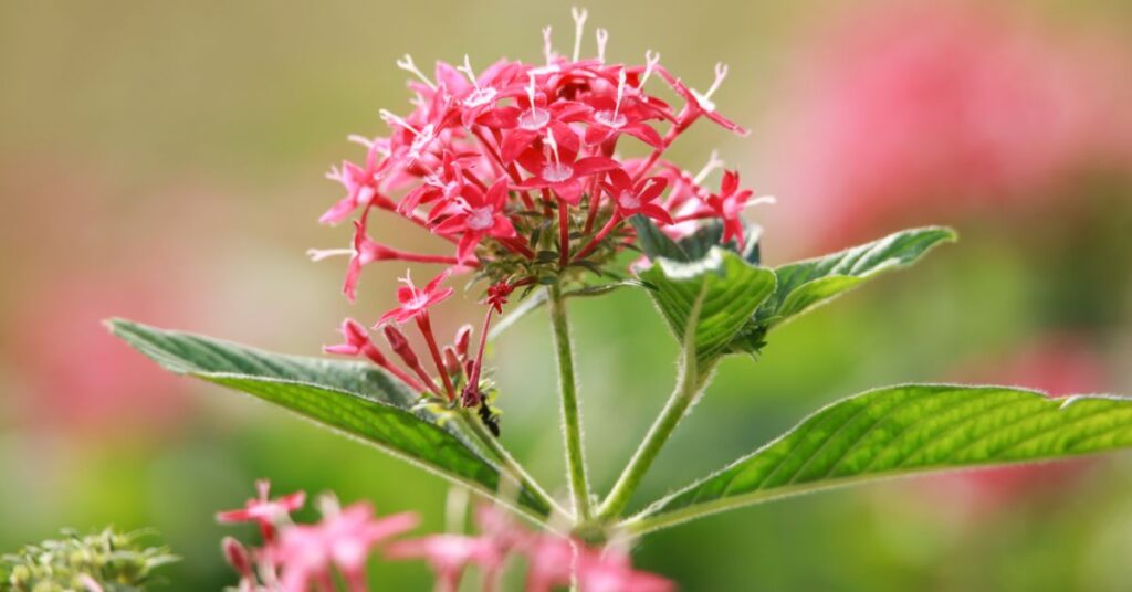 How Tall Do Pentas Grow