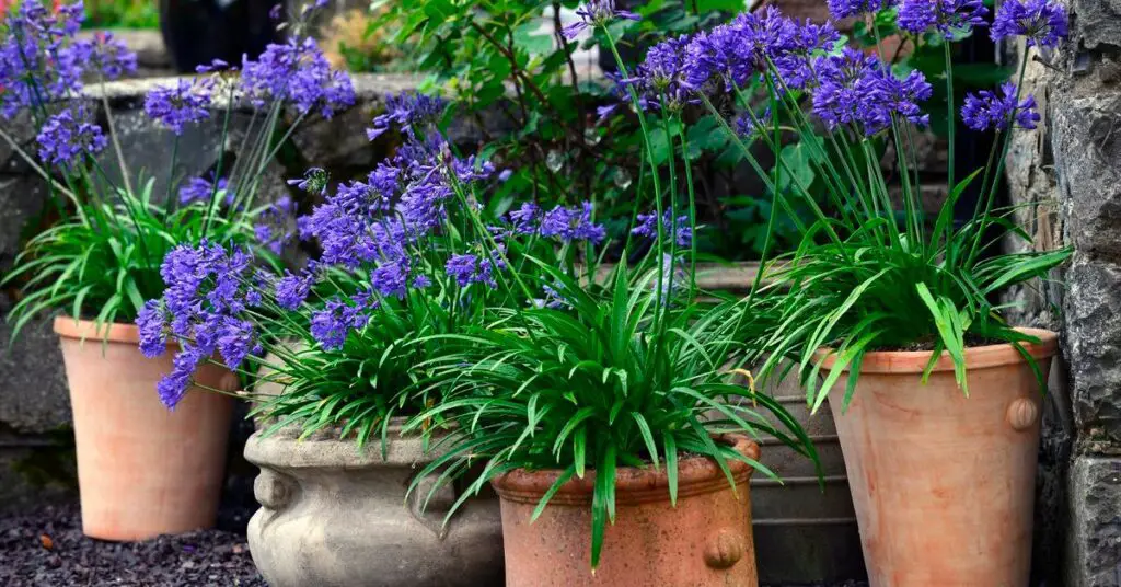 How To Care For Perennials In Pots