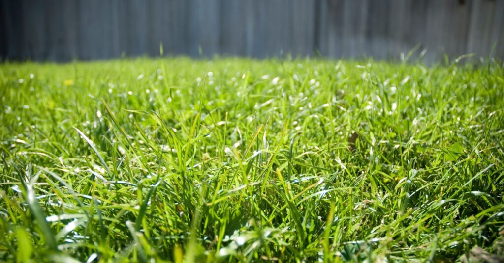 How To Get Bermuda Grass To Fill In Bare Spots