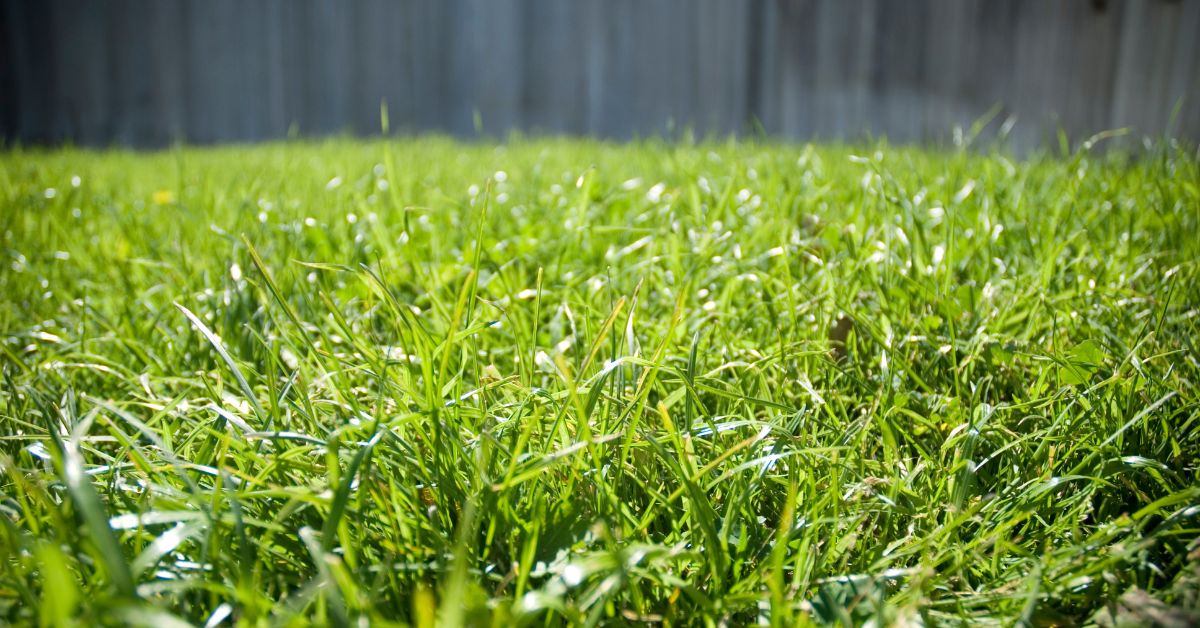 How To Get Bermuda Grass To Fill In Bare Spots