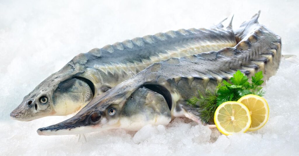 Is Sturgeon Fish Good To Eat