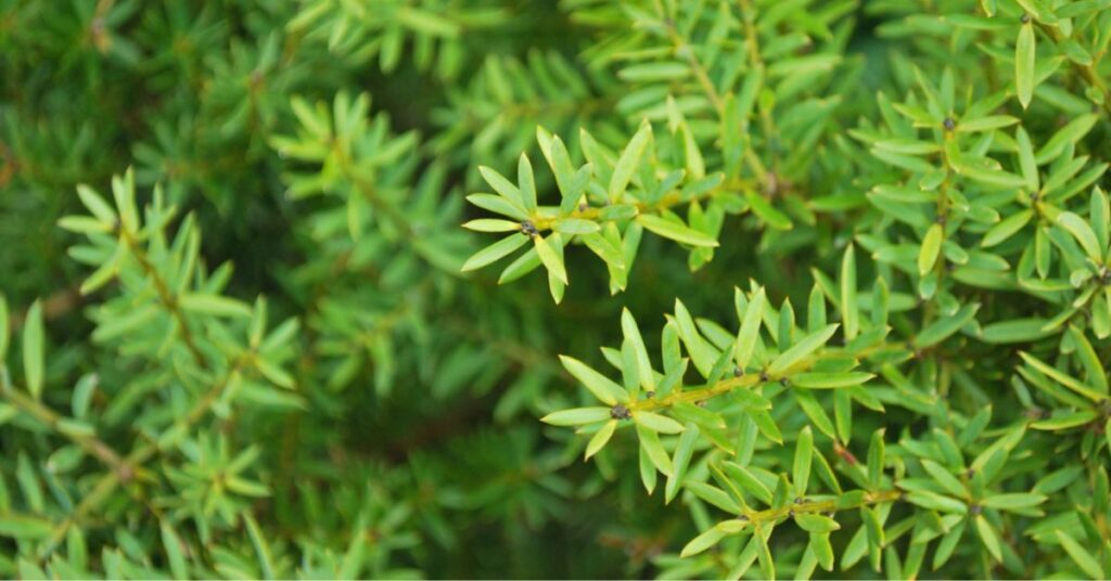 Podocarpus Growth Rate Per Year