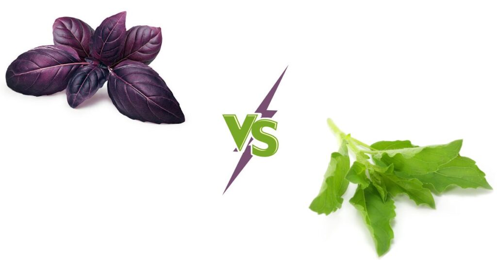 Purple Basil Vs Thai Basil