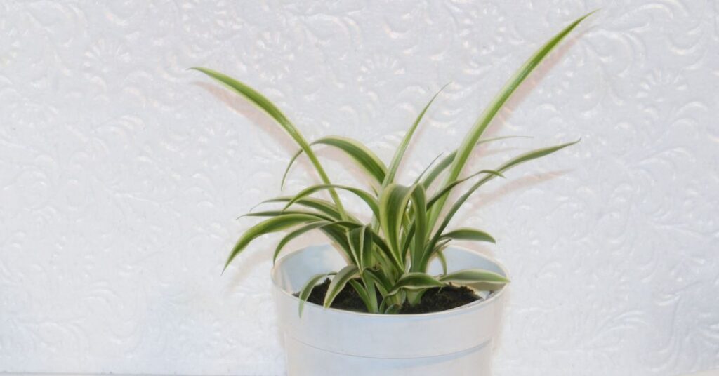 Spider Plant Growth Requirements