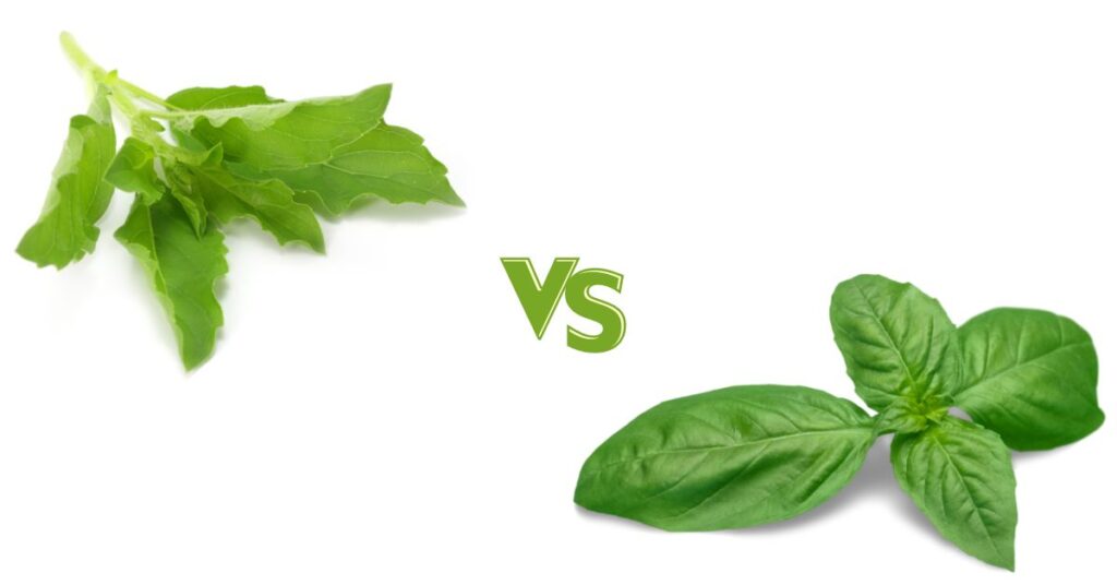 Sweet Basil Vs Thai Basil