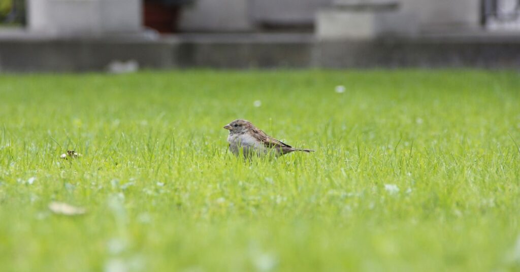 What Are Birds Eating In My Lawn