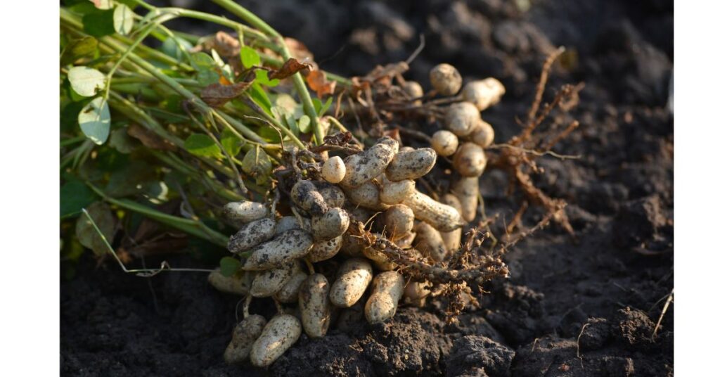 What Climate Do Peanuts Grow In