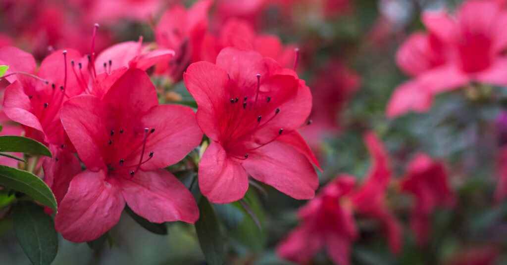 What Do Azaleas Smell Like