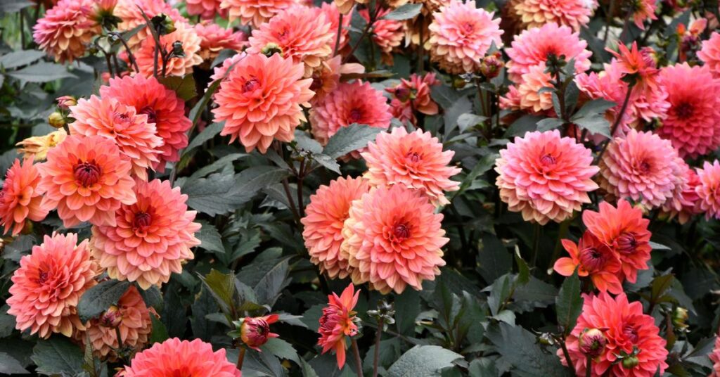 What Do Dahlias Smell Like