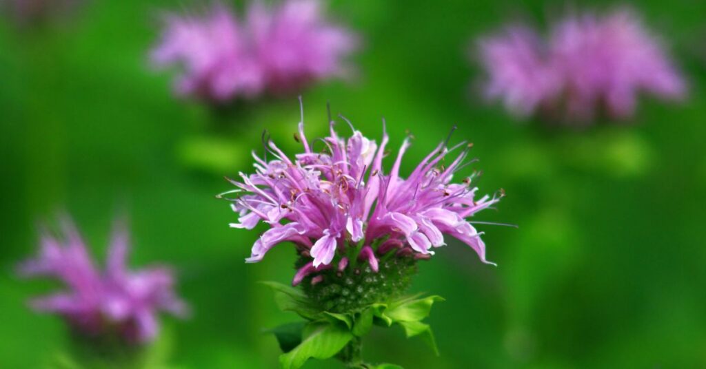 What Does Bee Balm Smell Like