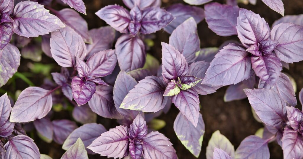 What Does Purple Basil Taste Like