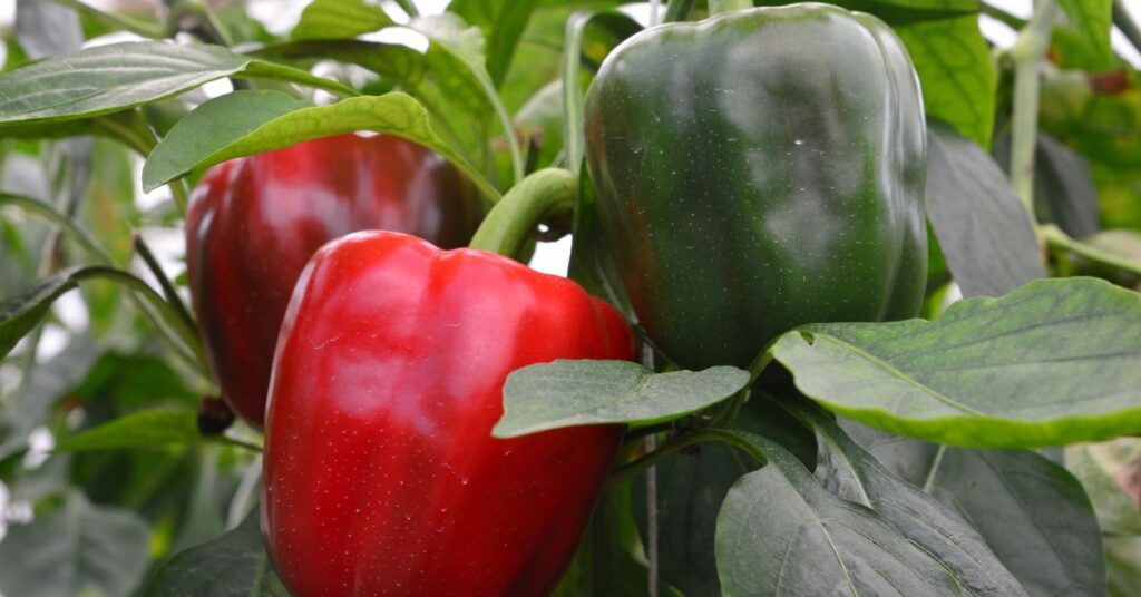 What Is The Best Fertilizer For Bell Peppers