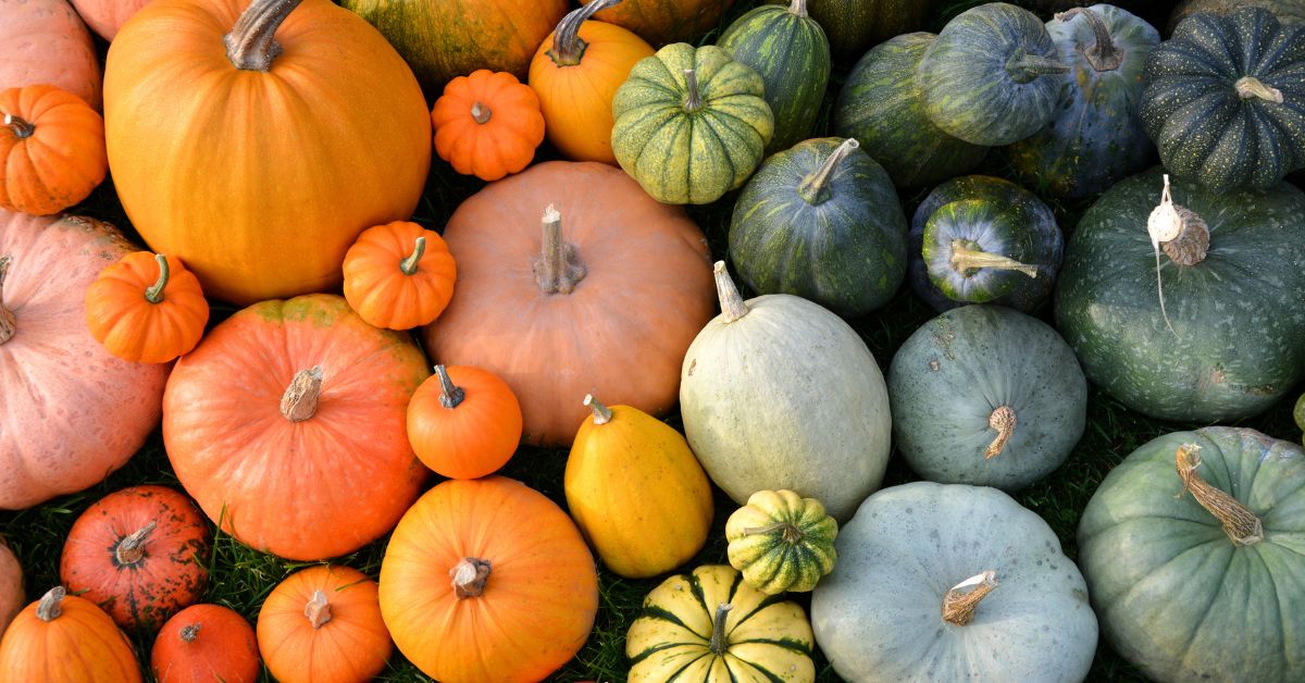What Is The Healthiest Squash