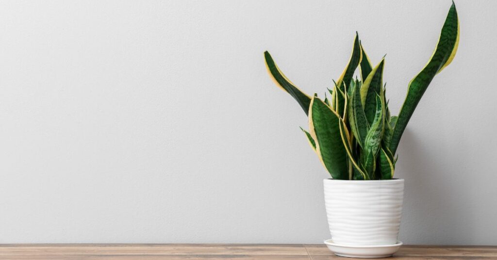 What Is The Lowest Temperature A Snake Plant Can Tolerate