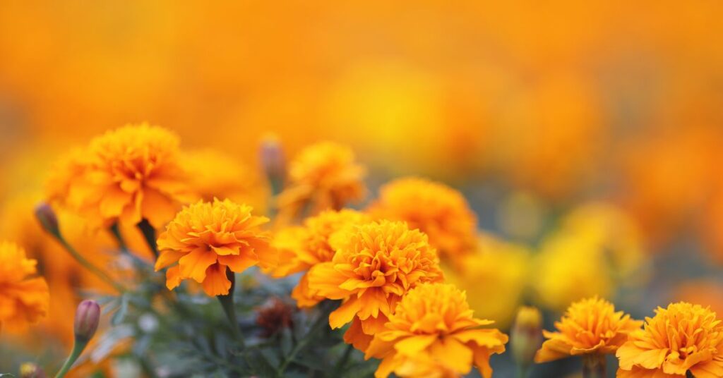 What Is The Lowest Temperature Marigolds Can Tolerate