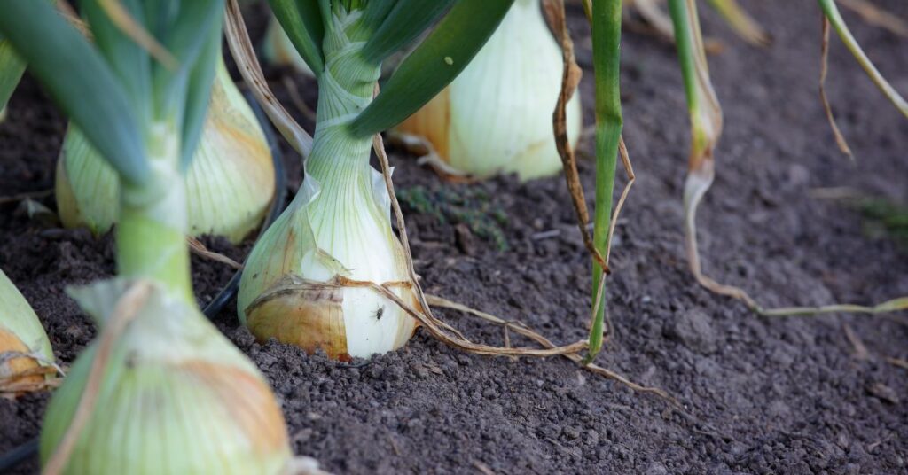 What Not To Plant After Onions