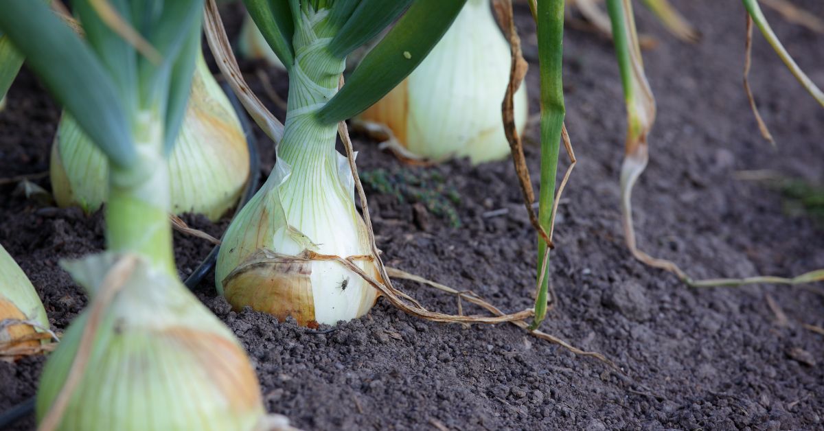 What Not To Plant After Onions