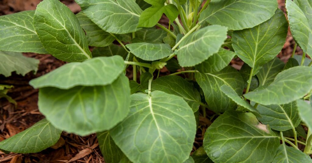 What Not To Plant With Collard Greens