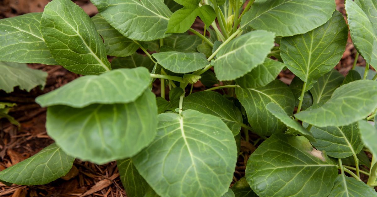 What Not To Plant With Collard Greens