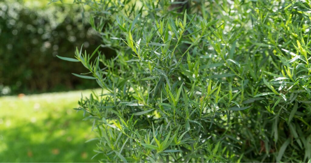 What Not To Plant With Tarragon