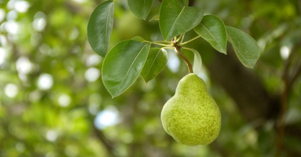 What Pear Trees Are Self Pollinating