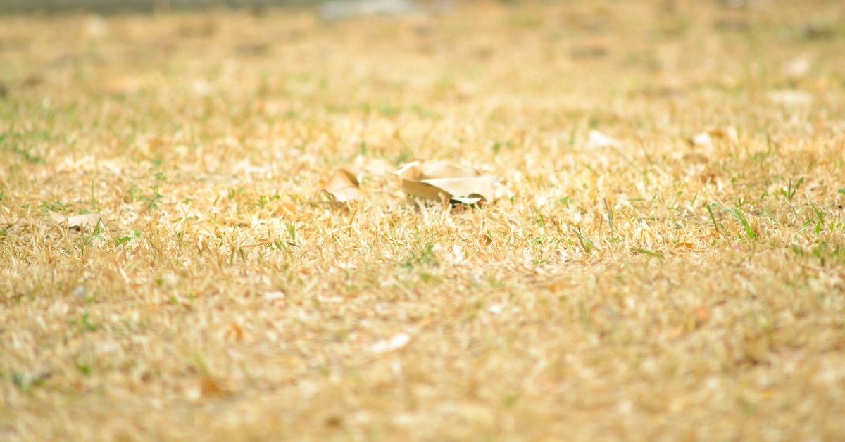 What Should You Do If Your Lawn Is Always Dry