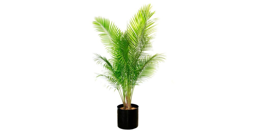 What Size Pot For Majesty Palm