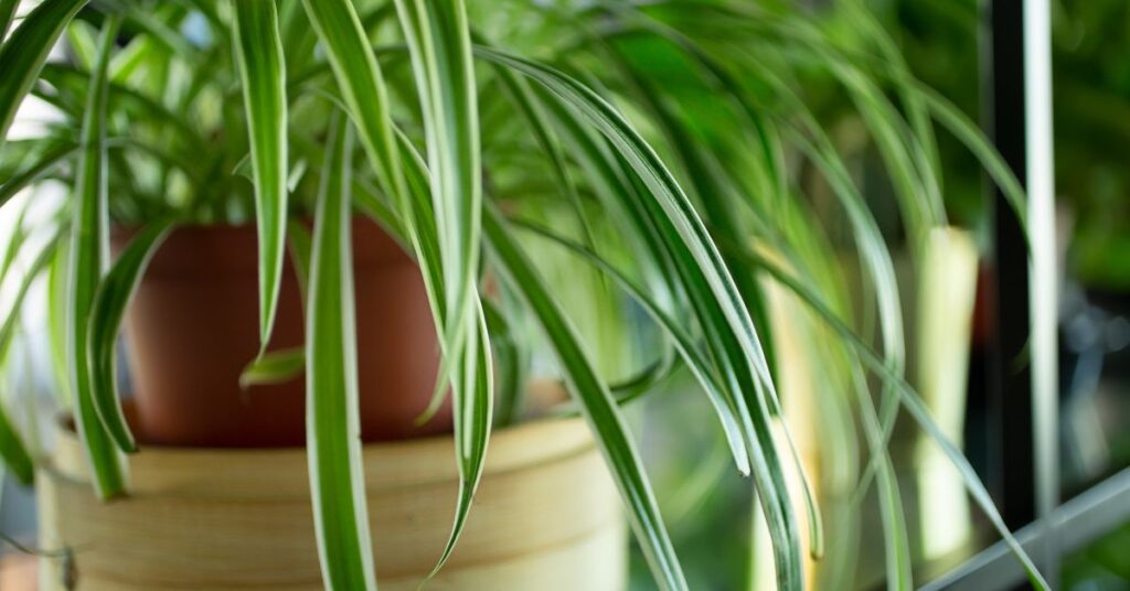 What Size Pot For Spider Plant