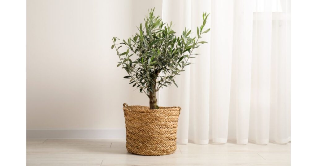 What Soil Should I Use For Olive Tree