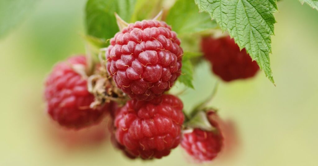 What To Do With Sour Raspberries