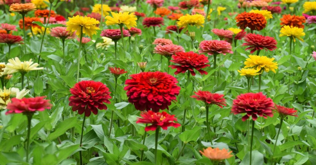 What To Do With Zinnias In The Fall