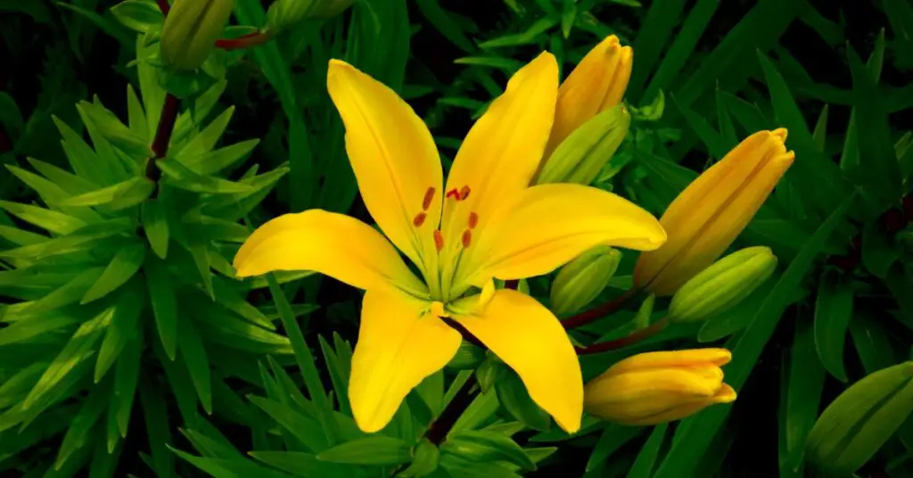 What To Plant With Asiatic Lily