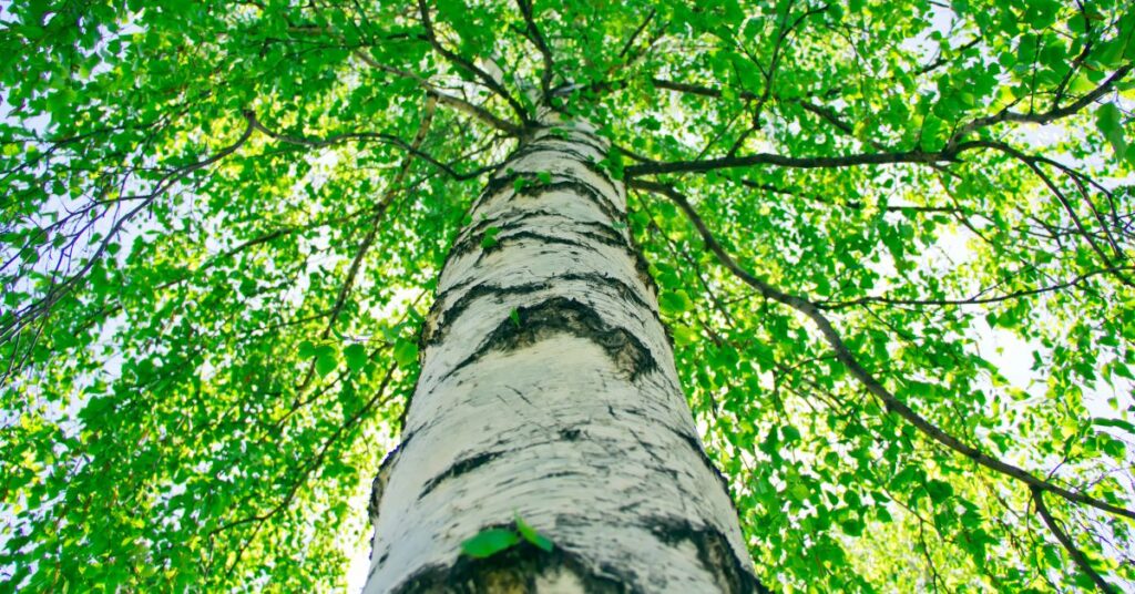 When Do Birch Trees Lose Their Leaves