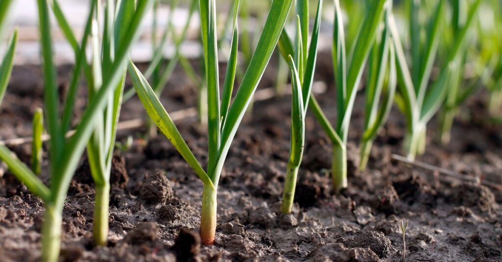 When To Plant Garlic In Nebraska