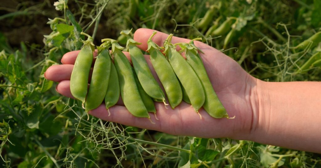 When To Plant Peas In Iowa