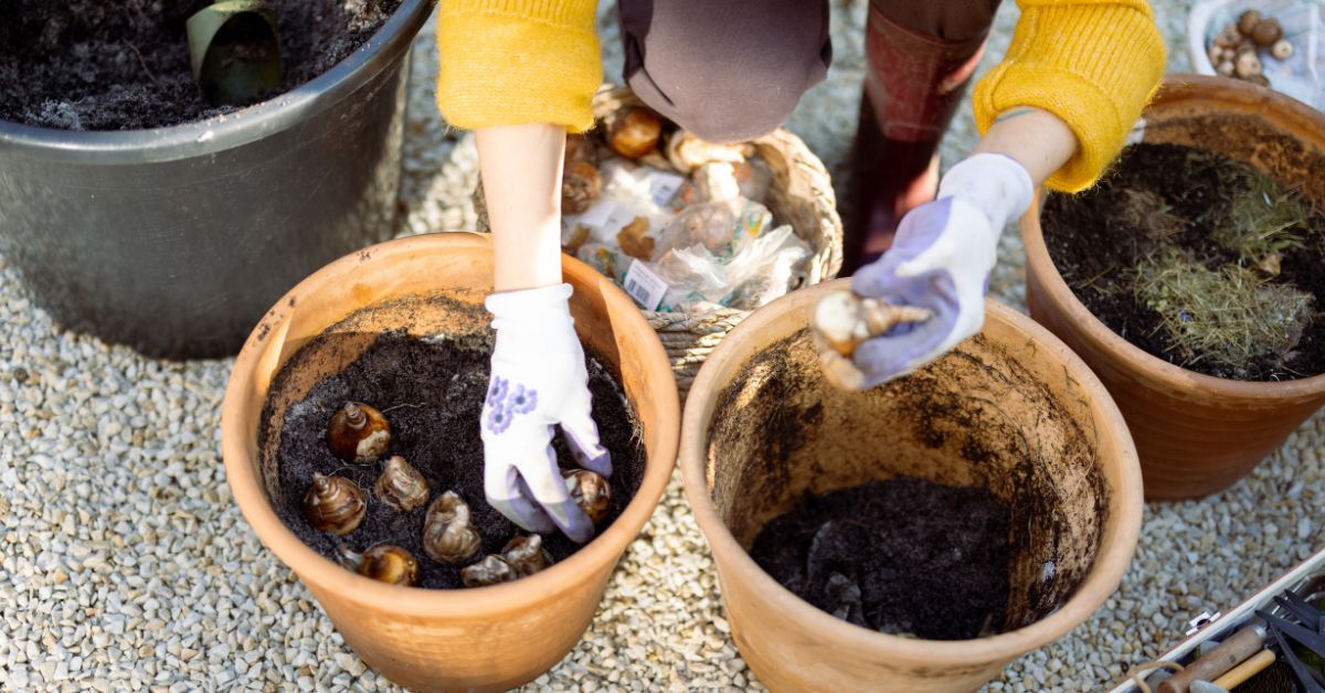 how-to-plant-tulip-bulbs-in-pots-planting-tulips-container-gardening