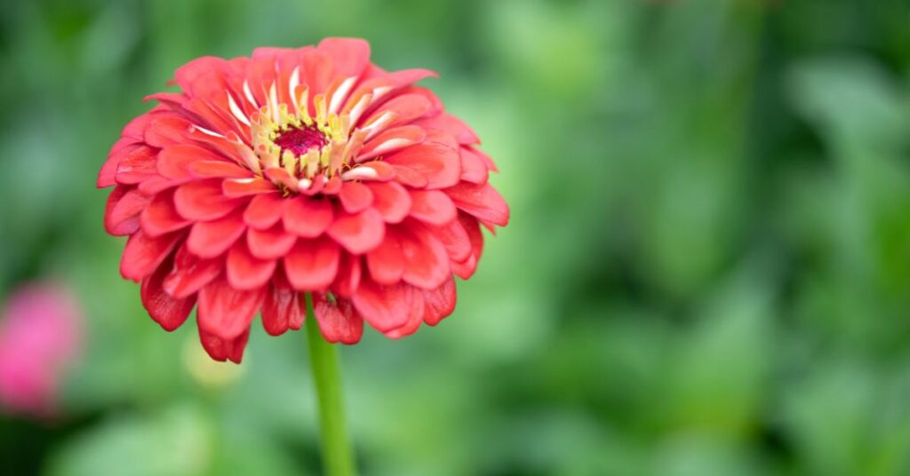 When To Plant Zinnias In Texas