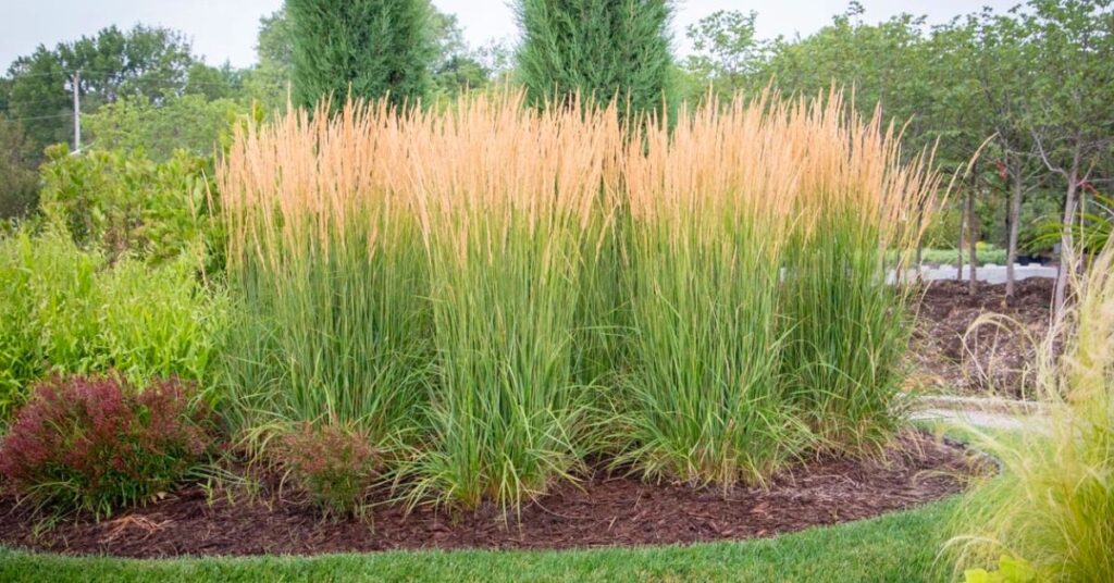 When To Trim Karl Foerster Grass