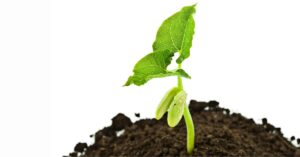 How Long Do Beans Take To Germinate? | Timing It Right